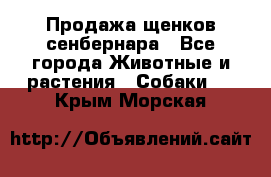 Продажа щенков сенбернара - Все города Животные и растения » Собаки   . Крым,Морская